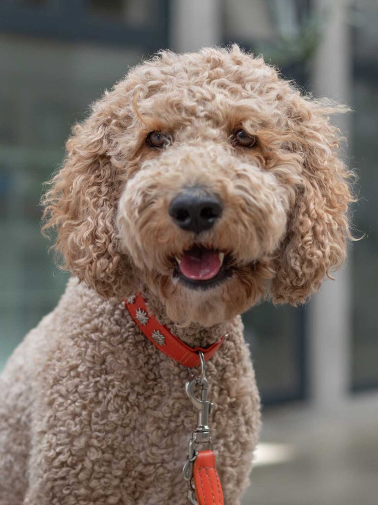 Bubbles: Portrait von unserem Labradoodle wuschelig fröhlich