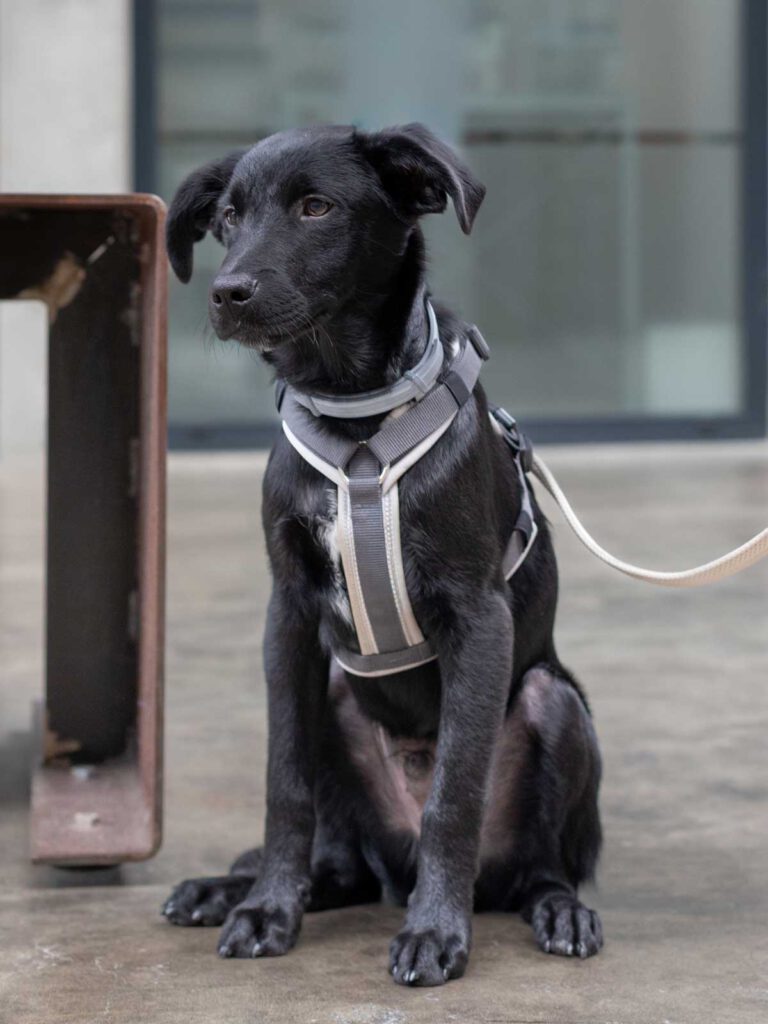 DOBBY: Portrait von einem Hund intelligent, aufmerksam