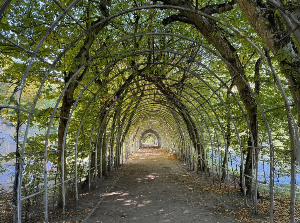 A way though branches green like a fairy tail